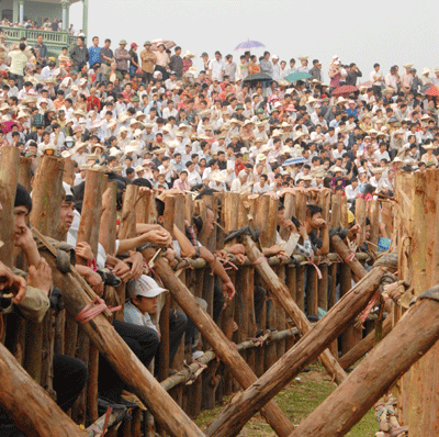 Lễ hội Chọi trâu cổ xưa nhất Việt Nam