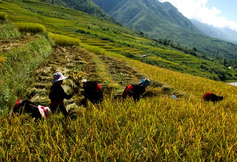 Ruộng trải dài từ trên đỉnh núi xuống chân thung lũng, là nguồn sống của đồng bào các dân tộc Mông, Thái, Dao... từ đời này qua đời kia.
