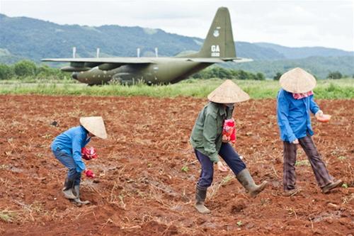 Người dân xã Tân Hợp trồng ngô và lạc, tận dụng những khu đất rộng rãi trong sân bay 