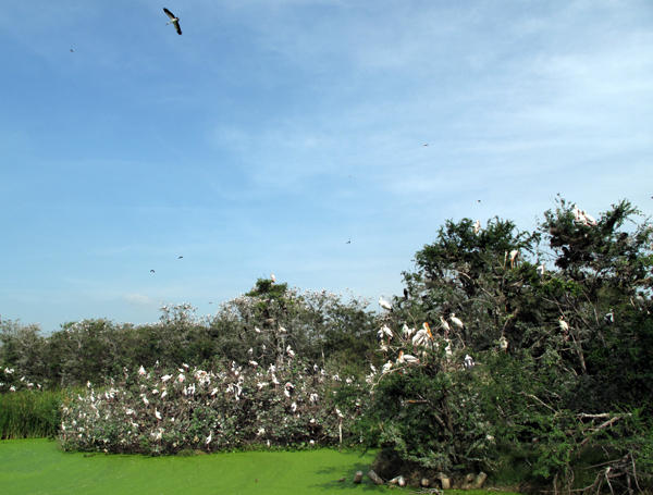  Đây là một trong những sân chim tự nhiên lớn nhất nước