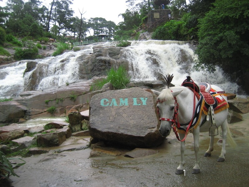 Chú ngựa mang nhiệm vụ đưa du khách đi thăm quan thác Cam Ly
