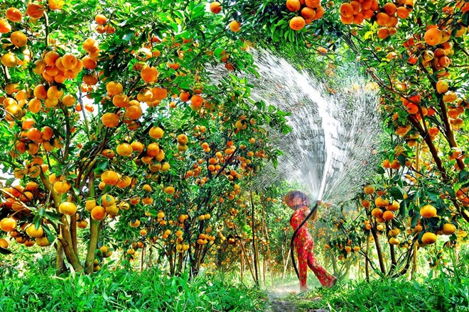 Trải nghiệm bạn nên thử: Thưởng thức trái cây miệt vườn Tiền Giang