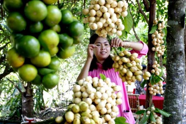 Vườn cây trĩu quả, ngọt lịm...