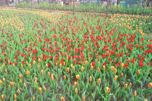 Vườn hoa Tulip