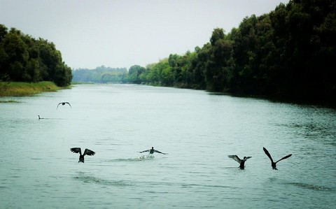 Đàn chim sải cánh giữa mênh mông sông nước và cánh rừng tràm ngút ngàn