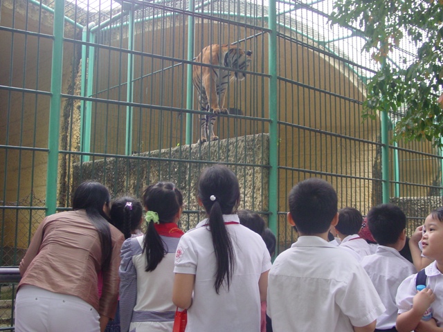 Hổ Đông Dương trông như con mèo to lớn