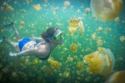 Bơi lội giữa biển sứa ở Palau