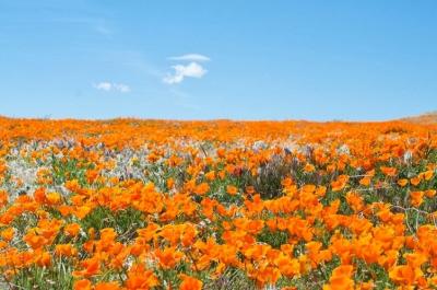 Choáng ngợp thung lũng hoa thuốc phiện khổng lồ ở California