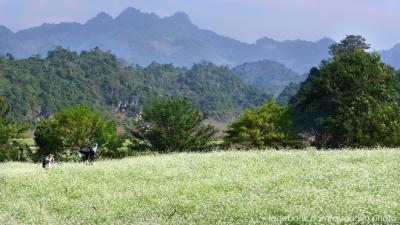 Đẹp mơ màng mùa cải trắng ở Mộc Châu, Sơn La