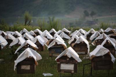 Khám phá trang trại nuôi ong lấy mật ở Mộc Châu