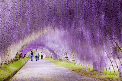 Đẹp mê hồn trong khu đường hầm ngát hương hoa tử đằng ở Nhật Bản