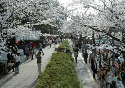 Người Nhật 'sống chậm' khi ngắm hoa anh đào