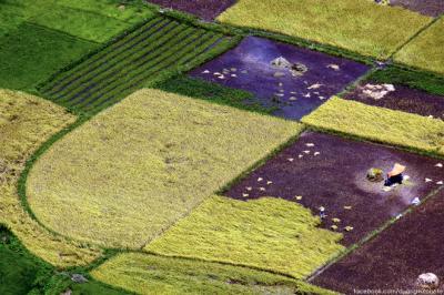 'Tấm thổ cẩm' trên cánh đồng mới gặt ở Bắc Sơn